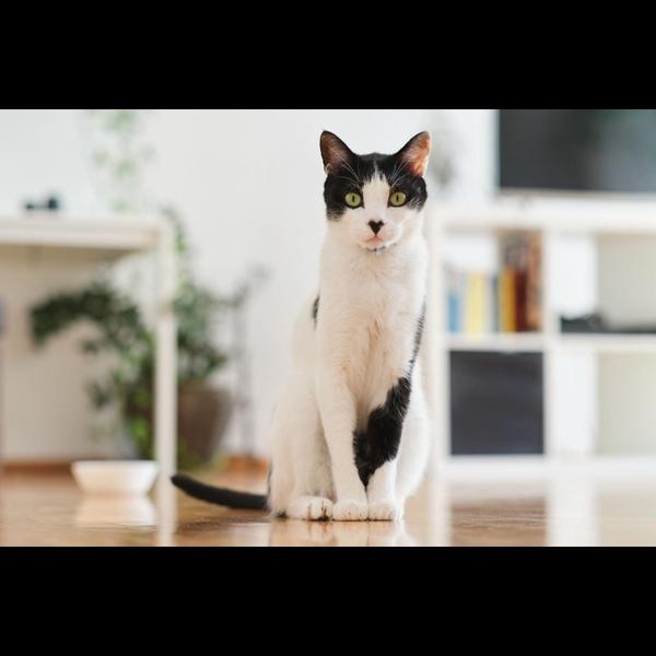 veterinary care vomiting diarr