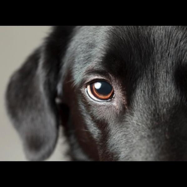 sion veterinary eye care