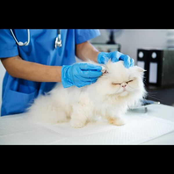 regular ear hygiene pets