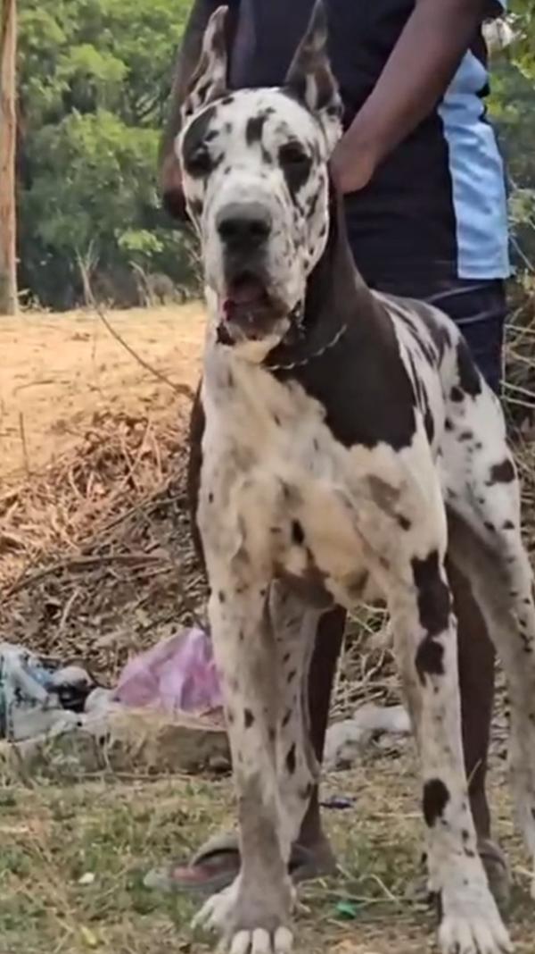 Top quality puppies available 