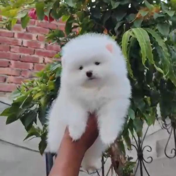 Beautiful Toy Breed Puppies Av