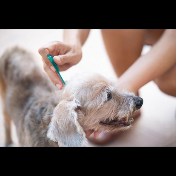 long lasting cat protection