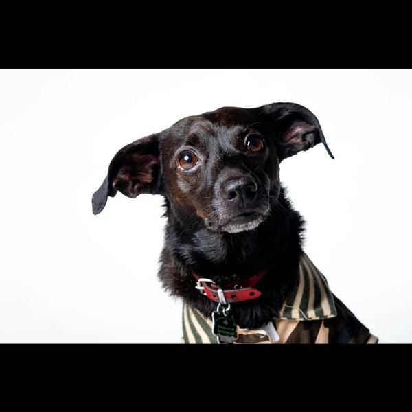 Anti-rabies vaccination is ess