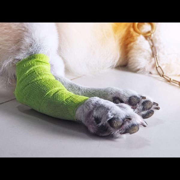 disinfects wounds maggot care