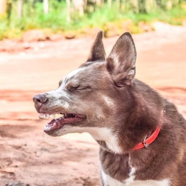 respiratory relief for pets co