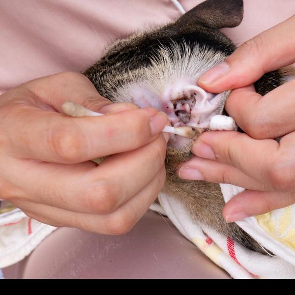 routine ear cleaning pets nagp