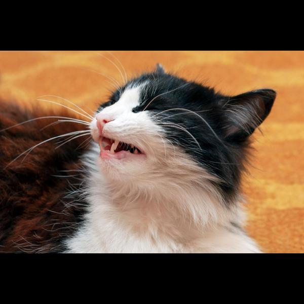 Respiratory issues in dogs and