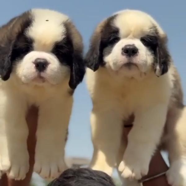 Top quality puppies available 