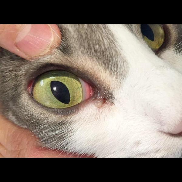 Eye problems in pets can cause