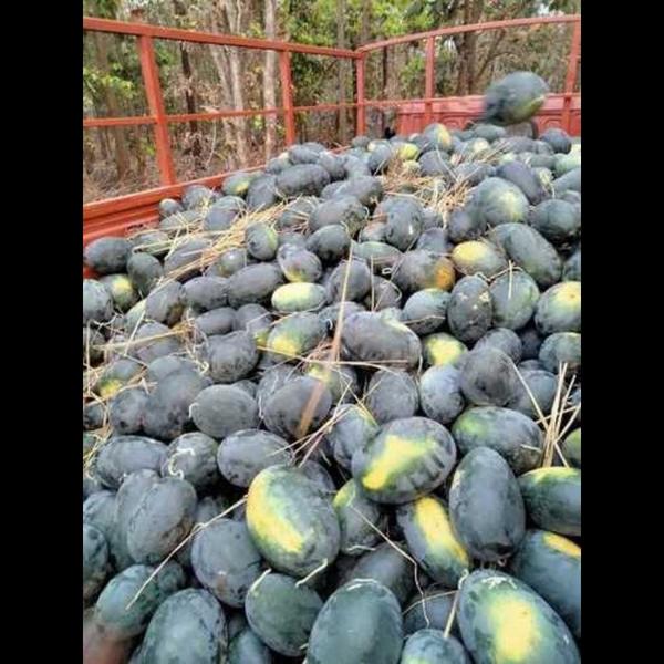🍉 Watermelon Wholeseller & Agriculture Services �