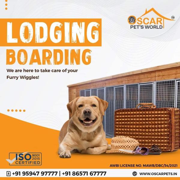 Affordable Dog Lodging & Board