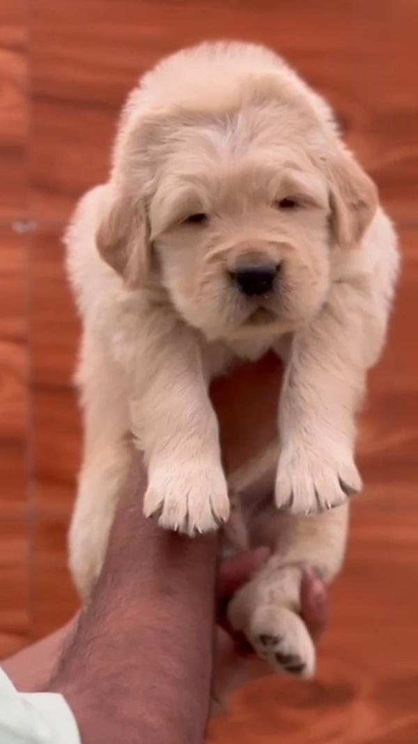Golden retriever male puppy av