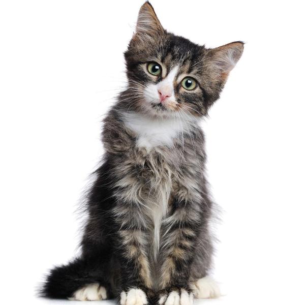 Vomiting in pets can be caused