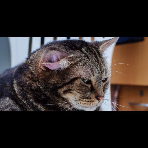 Haematoma in pets, especially 