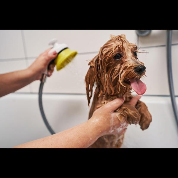 A medicated bath helps treat s