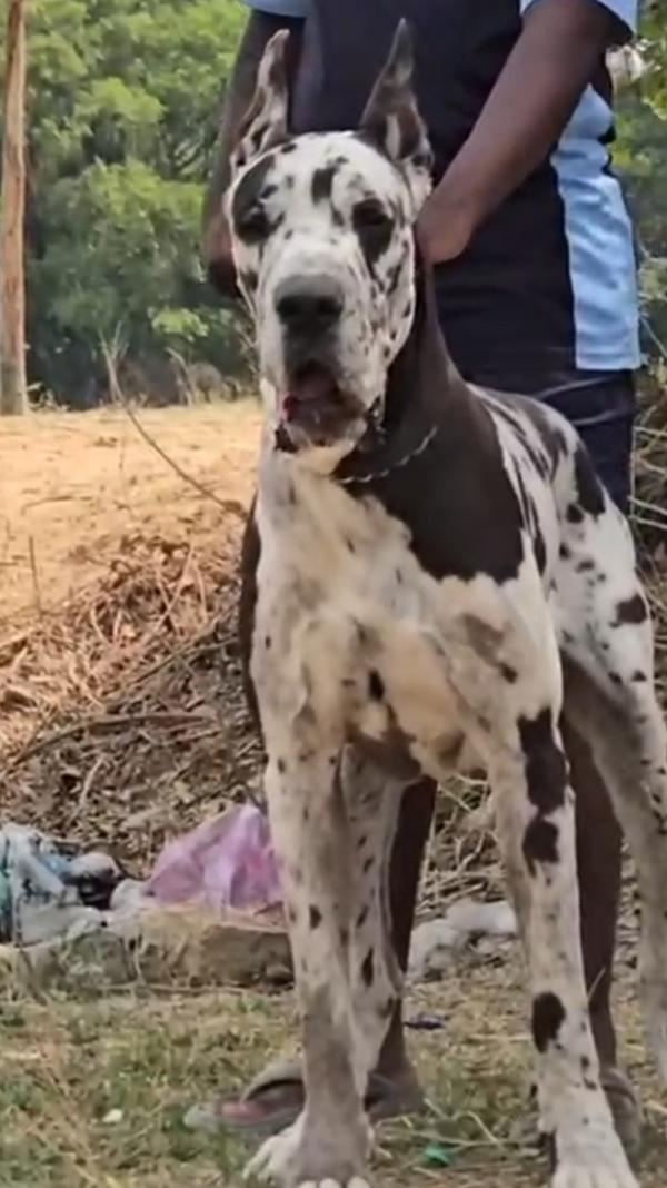 All types of Dogs Breed Puppie