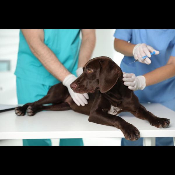 parvo screening for puppies ch