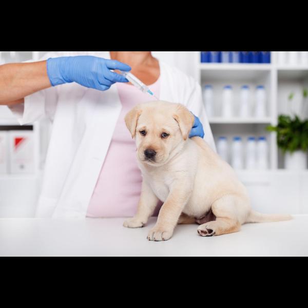 rabies vaccine benefits pets n