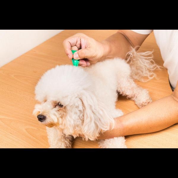 Spot-on treatment for dogs is 