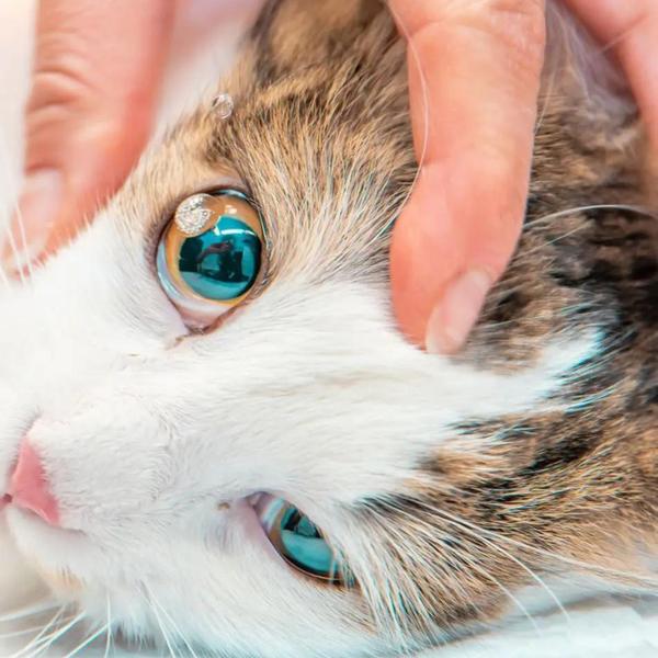 Eye infections in pets can cau