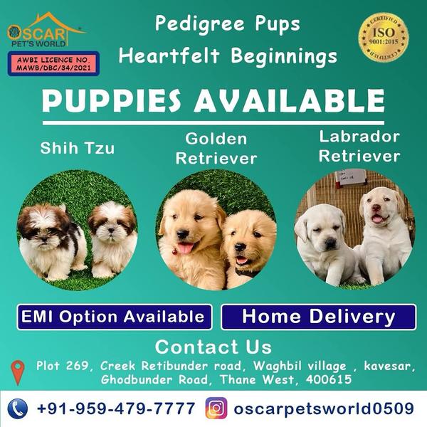 maltese puppy price mumbai