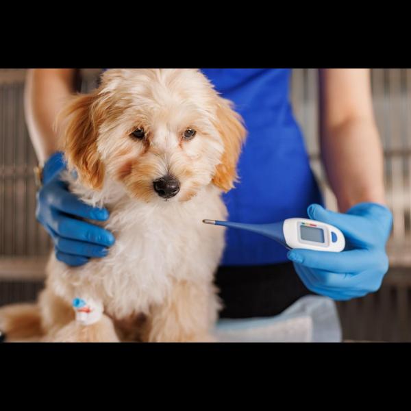 Leptospirosis is a serious bac