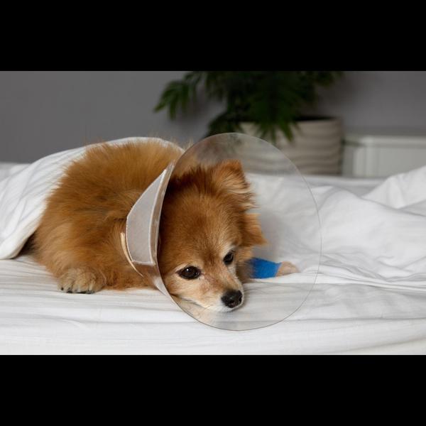 Leptospirosis is a serious bac