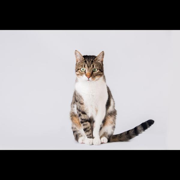 Fever in pets can be caused by