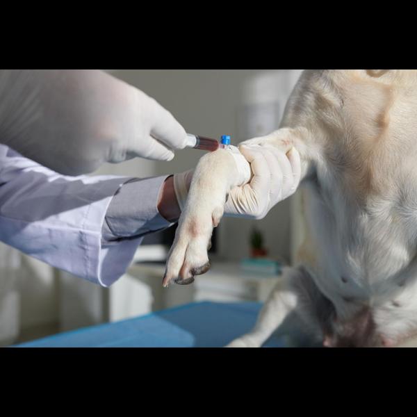 CBC, LFT, and KFT tests help a