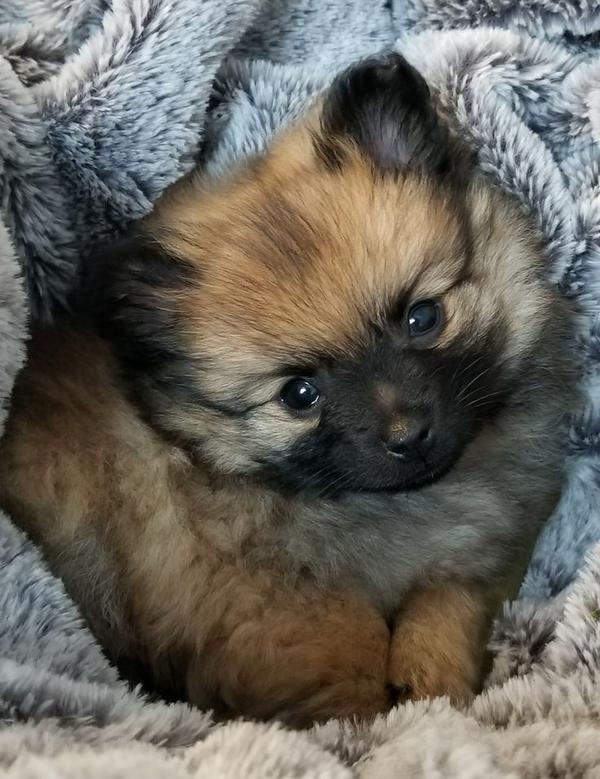 “अगर आप एक cute, fluffy, apart