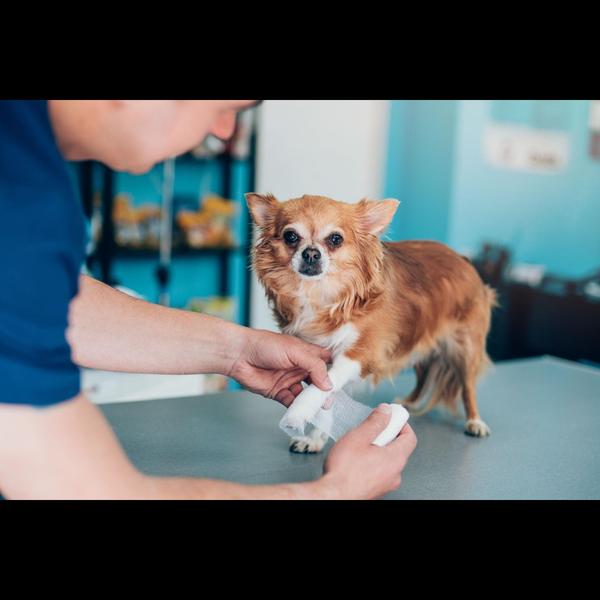 Maggot wounds can cause severe