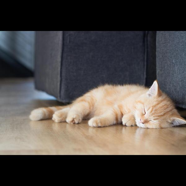 Feline panleukopenia is a seri