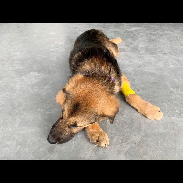 Parvo viral infection is a sev