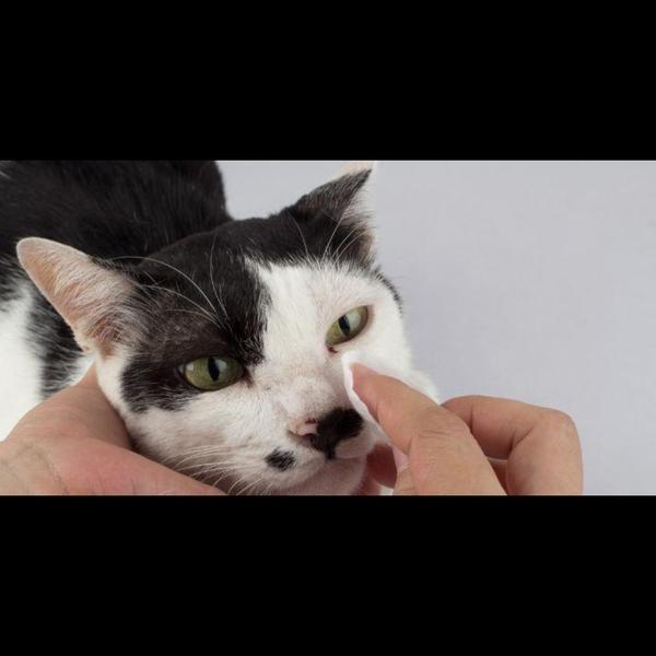 Eye problems in pets can cause