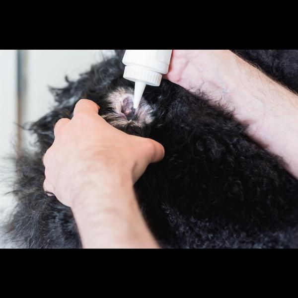 Regular ear cleaning helps rem