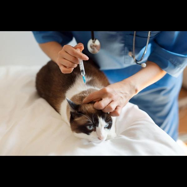 Annual vaccination is essentia
