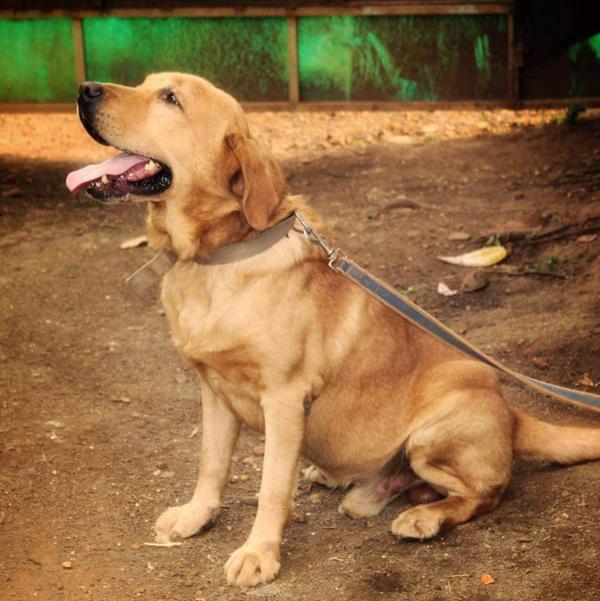 Trusted Govt Approved Dog Kenn