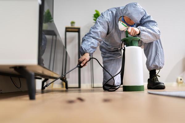 Termite control specialists in
