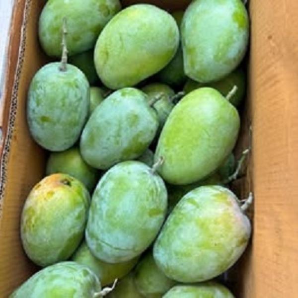 Exclusive Mango Shipment Rates