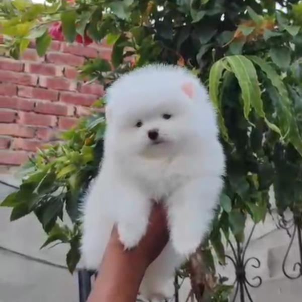 All types of Dogs Breed Puppie