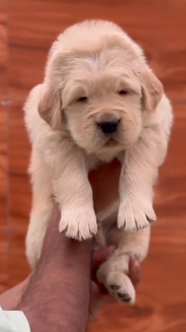 Top quality Golden retriever p