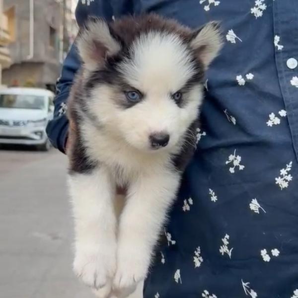 top quality husky puppies avai