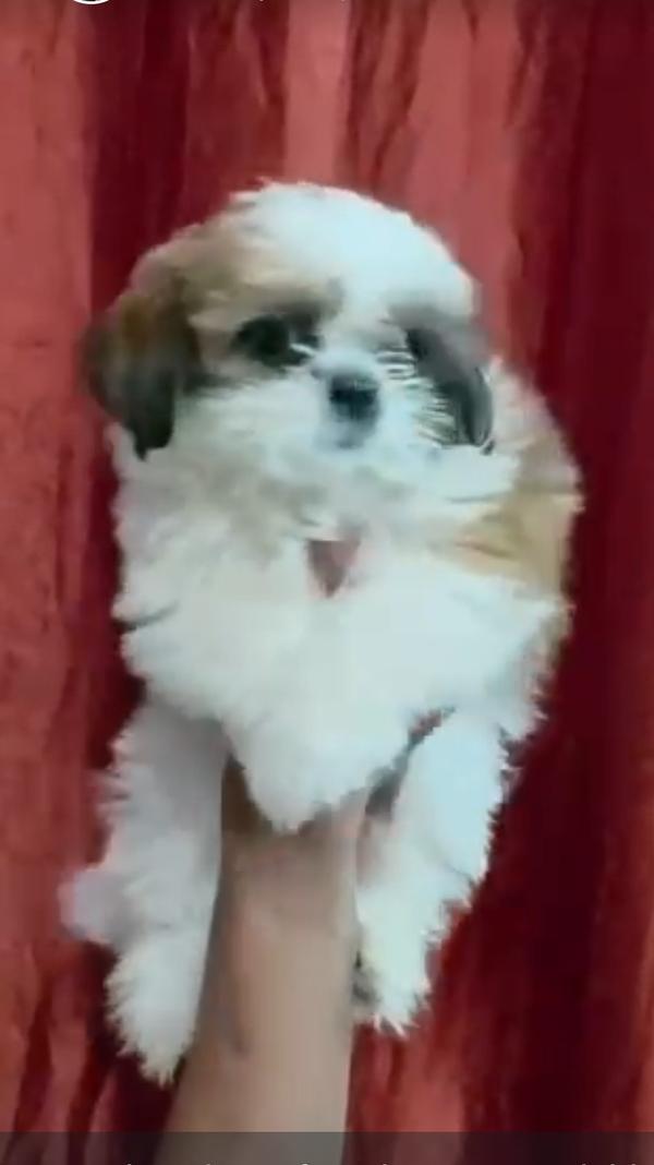 Top quality shitzu puppies ava