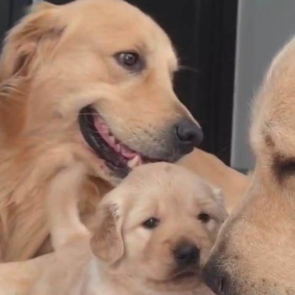 Top quality labrador puppies a