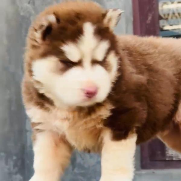 Top quality husky puppies avai