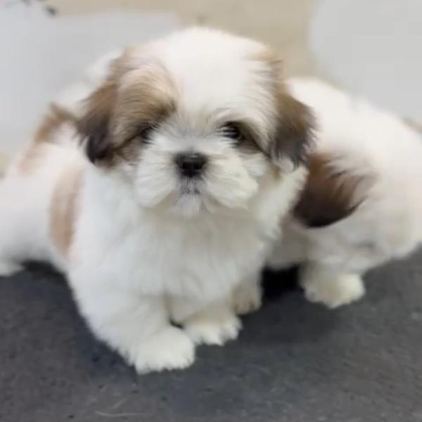 champion blood line dog breeds