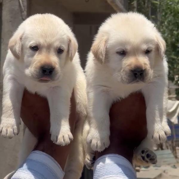 Super duper quality labrador p
