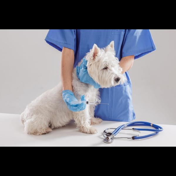 ARV (Anti-Rabies) vaccination 