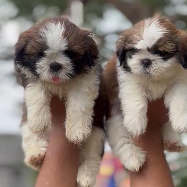 Shitzu Puppies Available For L