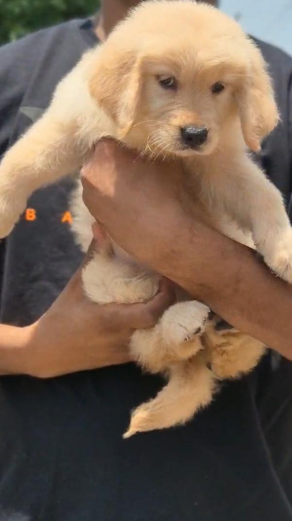 Top Quality Puppies Available 